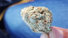 User uploaded image of Hawaiian Dream