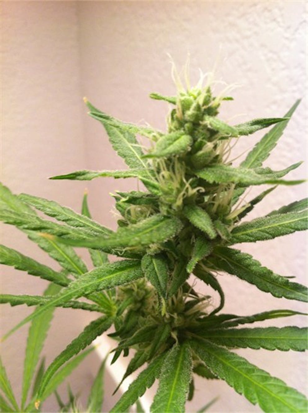 Photos Of Hawaiian Haze Weed Strain Buds 