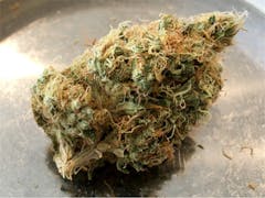User uploaded image of Hawaiian Haze