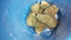 User uploaded image of Hawaiian Haze