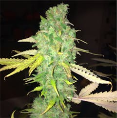 User uploaded image of Hawaiian Mayan Gold