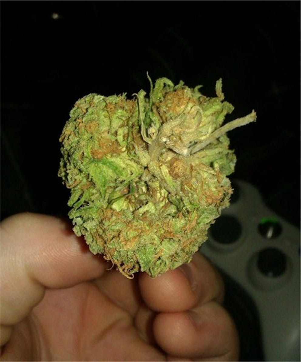 Photos of Hawaiian Punch Weed Strain Buds Leafly