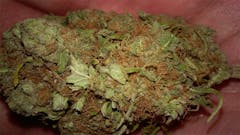 User uploaded image of Hawaiian Purple Kush