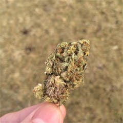 User uploaded image of Hawaiian Purple Kush