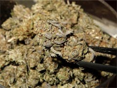 User uploaded image of Hawaiian Sativa