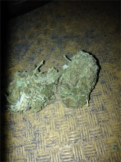 User uploaded image of Hawaiian Skunk