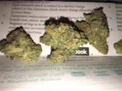 User uploaded image of Hawaiian Snow