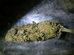 User uploaded image of Hawaiian Snow