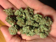 User uploaded image of Hawaiian Thunder Fuck