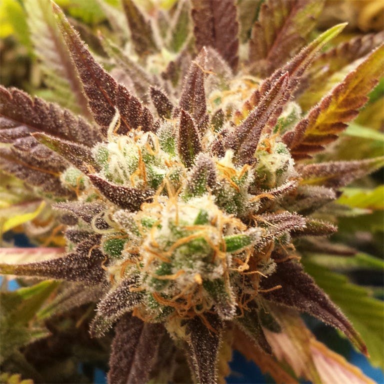 Photos of Hawaiian Weed Strain Buds Leafly