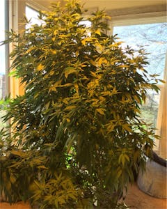 User uploaded image of Hawaiian