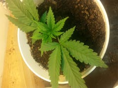 User uploaded image of Hawaiian