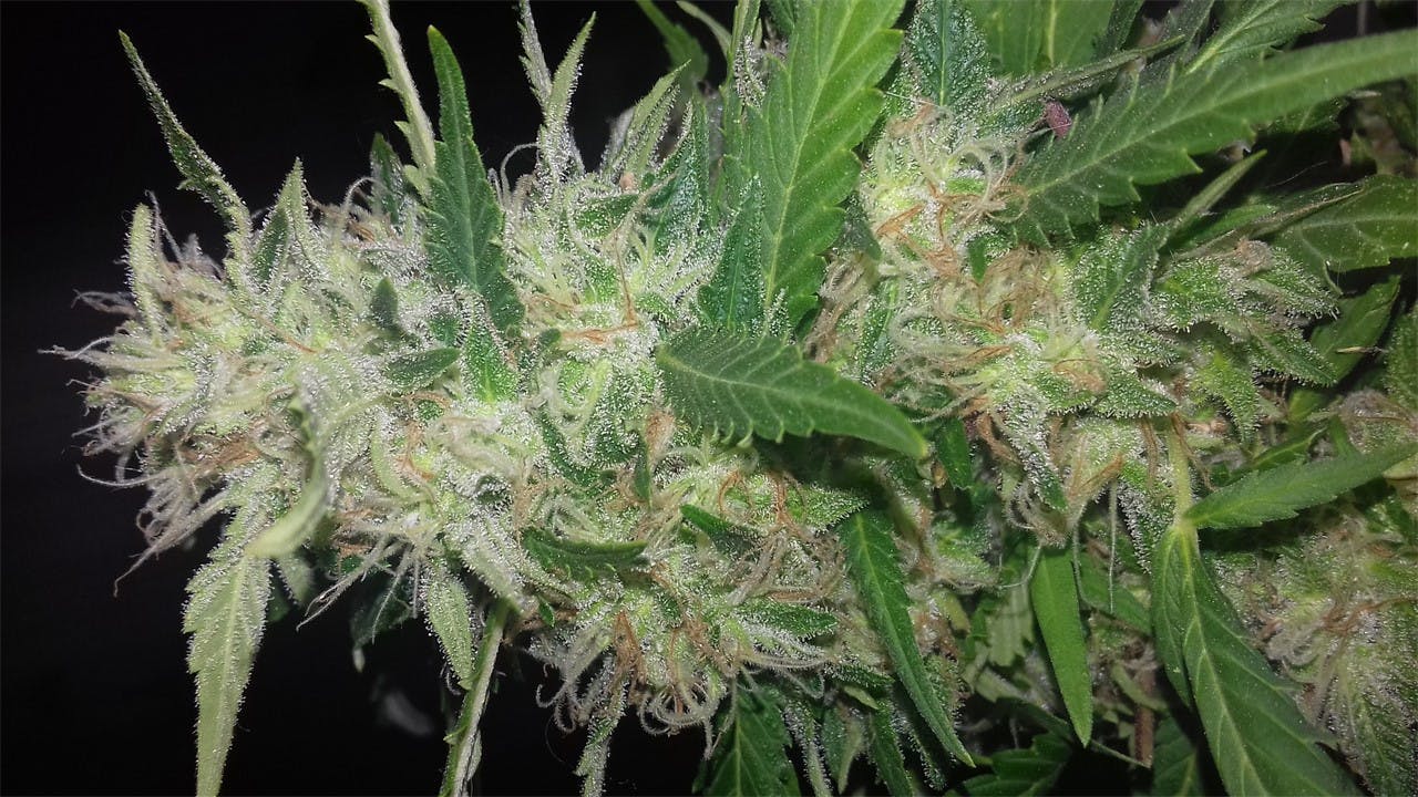 Haze Berry Weed Strain Information Leafly