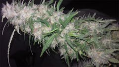 User uploaded image of Haze Berry