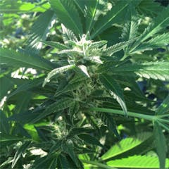 User uploaded image of Headband