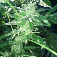User uploaded image of Headband