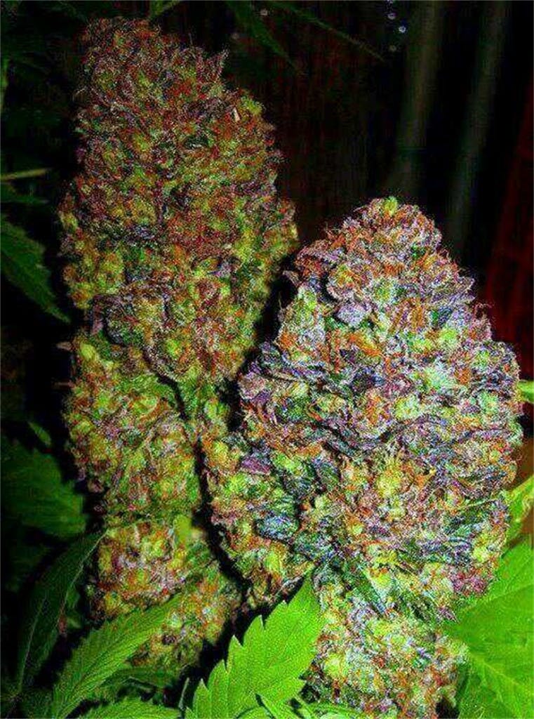 Photos of Heavy Duty Fruity Weed Strain Buds Leafly