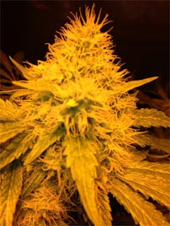 User uploaded image of Heavy Duty Fruity