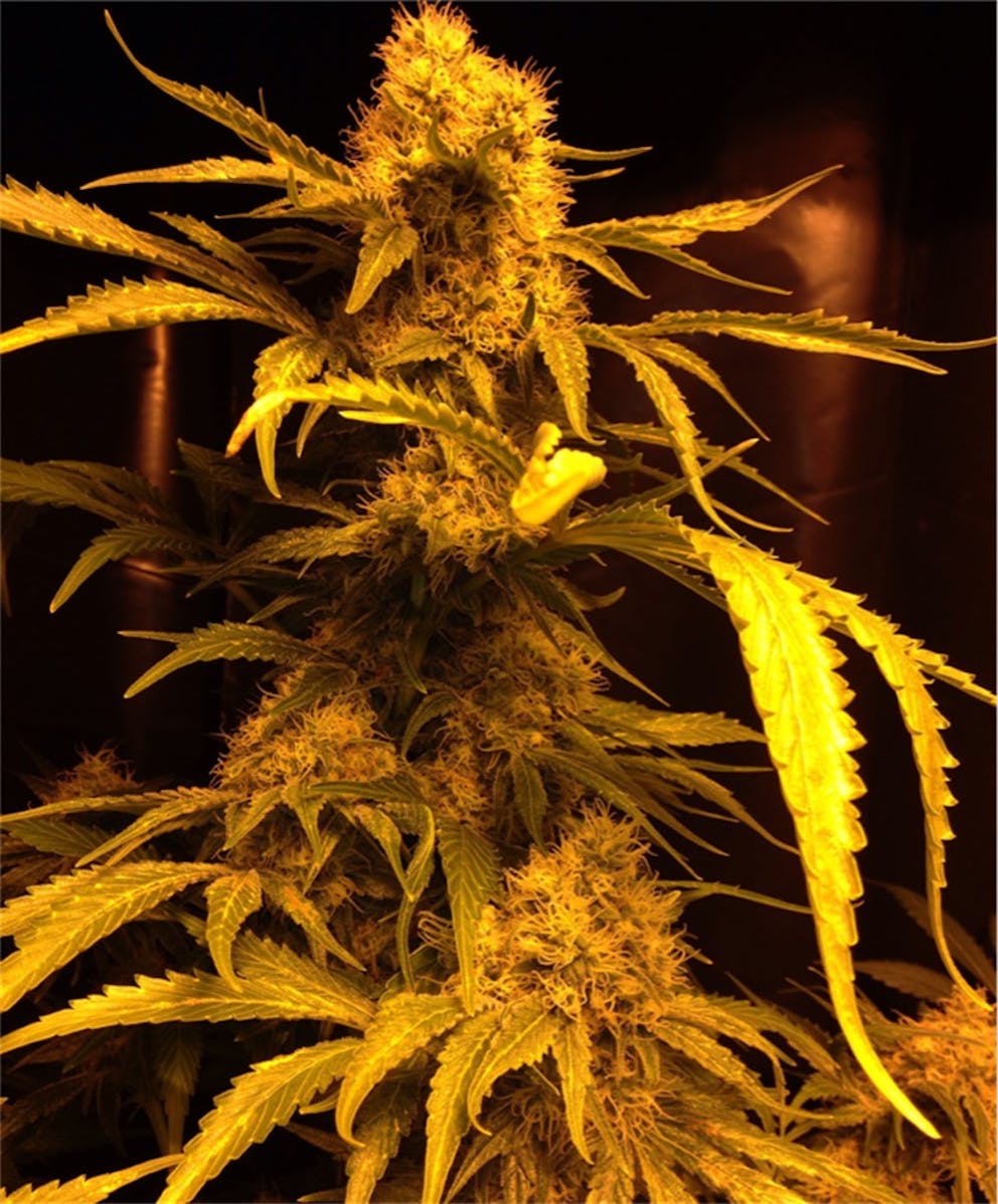 Photos Of Heavy Duty Fruity Weed Strain Buds Leafly