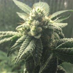 User uploaded image of Hell's OG