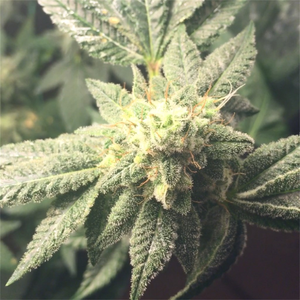 hells blue angel shatter marijuana hells blue angel shatter marijuana