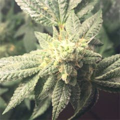 User uploaded image of Hell's OG