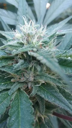 User uploaded image of Hemlock