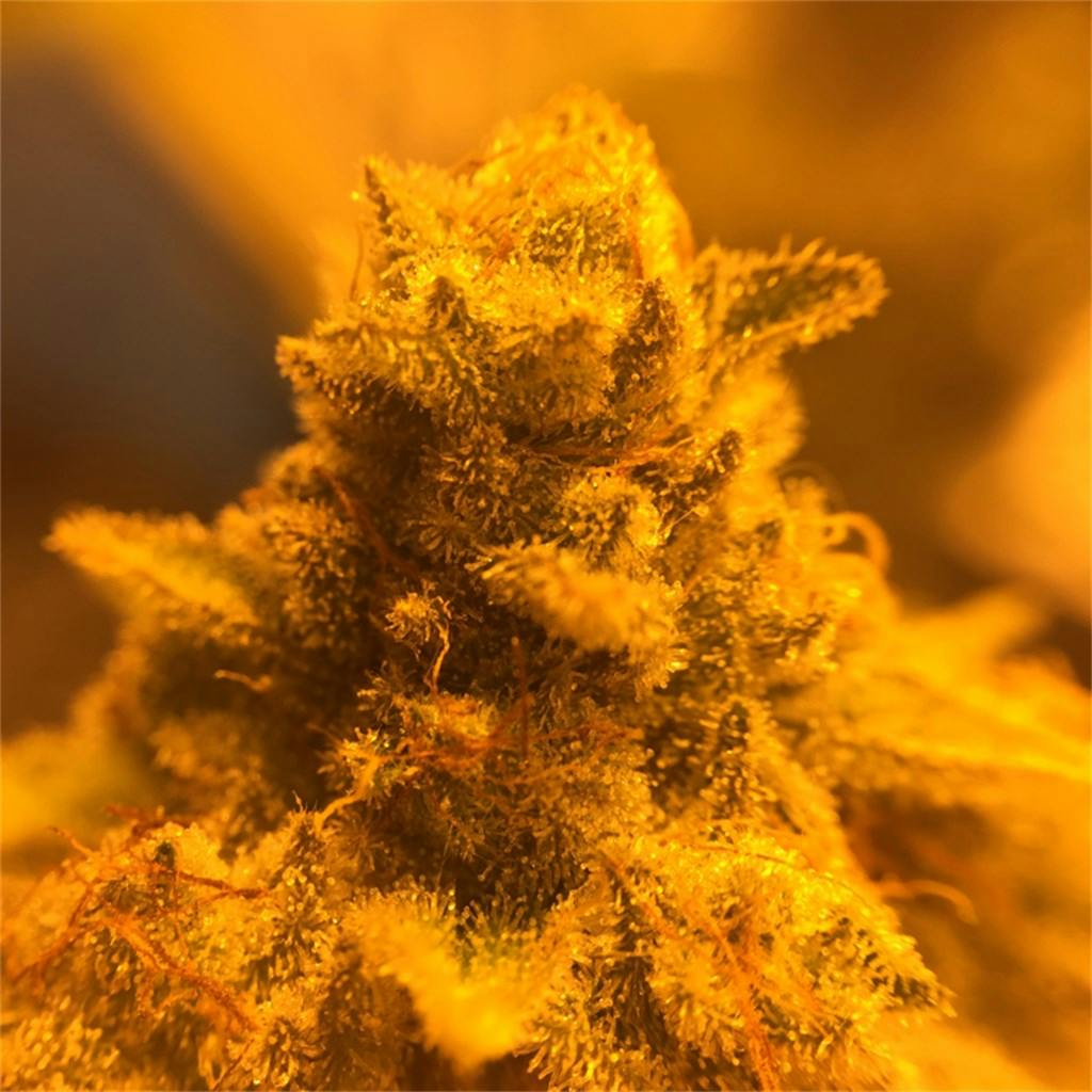 Hibiscus Sunrise Weed Strain Information | Leafly