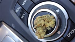 User uploaded image of Hibiscus Sunrise