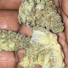 User uploaded image of Hibiscus Sunrise