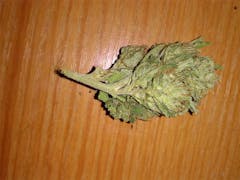 User uploaded image of Himalayan Gold