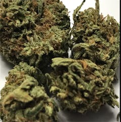 User uploaded image of Hindu Skunk
