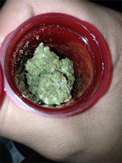 User uploaded image of Hindu Skunk