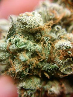 User uploaded image of Hindu Skunk