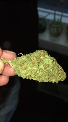 User uploaded image of Hindu Skunk