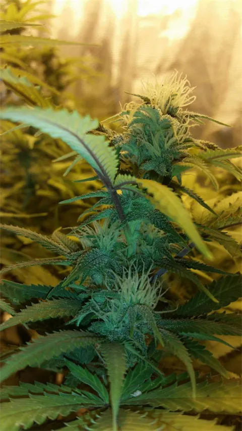 Hippie Chicken Weed Strain Information | Leafly