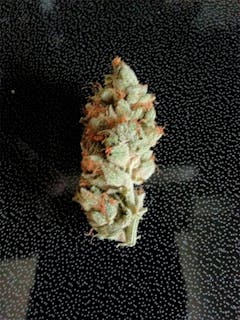 User uploaded image of Hog's Breath