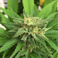 User uploaded image of Holland's Hope