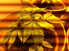 User uploaded image of Holland's Hope