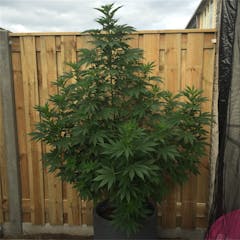 User uploaded image of Holland's Hope