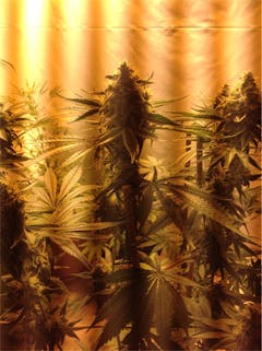 User uploaded image of Holland's Hope