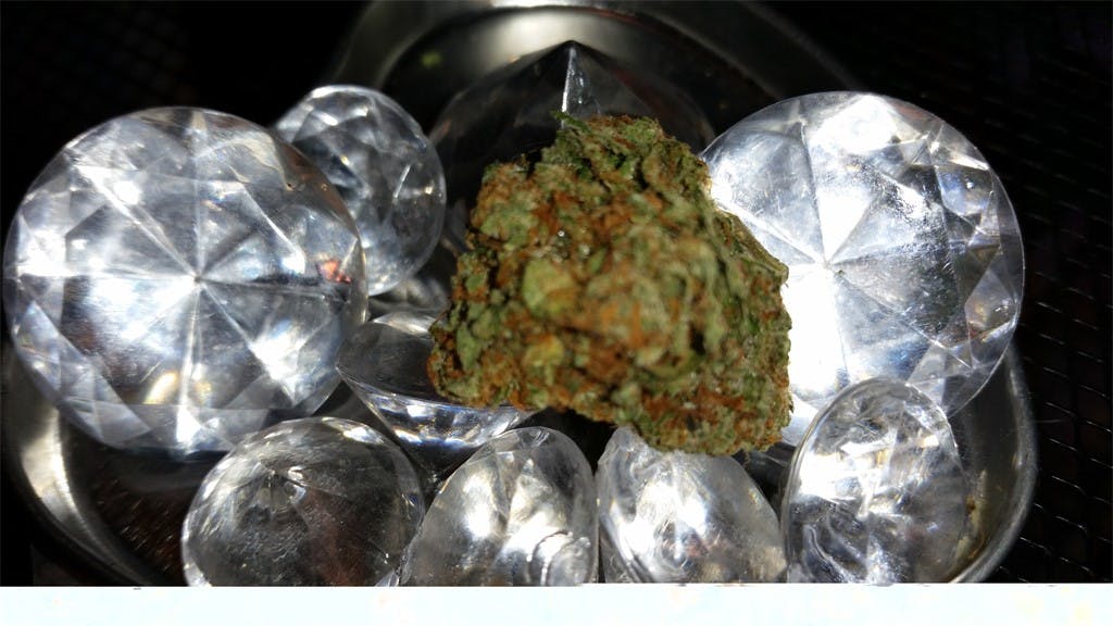 Hollywood OG aka Hollywood OG Kush, Hollywood Kush Weed Strain