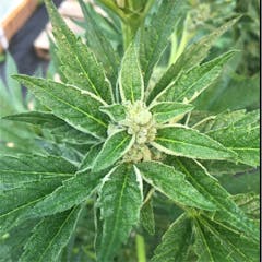 User uploaded image of Holy Grail Kush