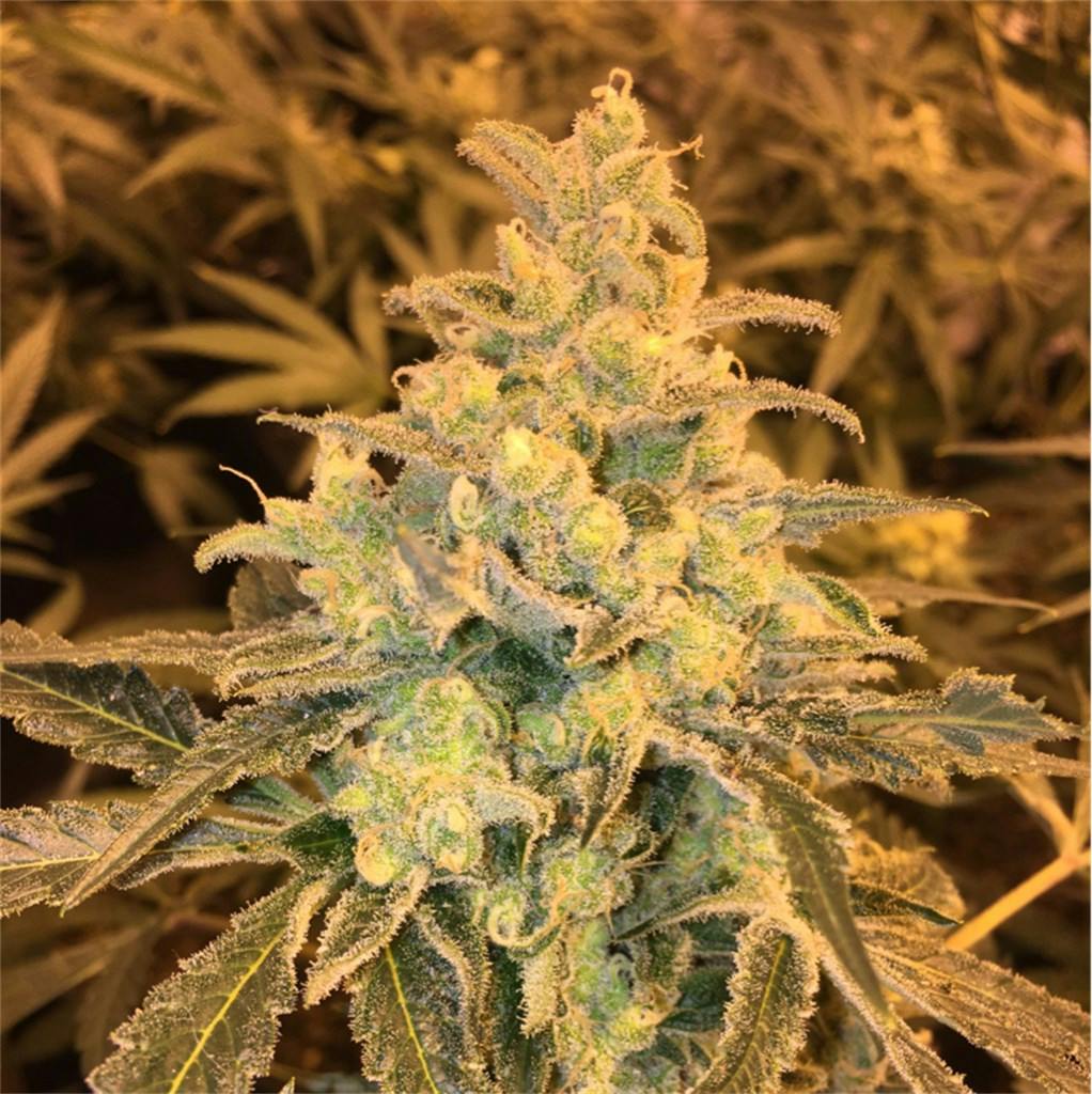 Honey Bananas aka Honey Banana Weed Strain Information Leafly