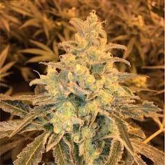 User uploaded image of Honey Bananas