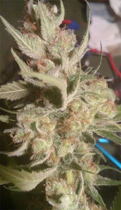 User uploaded image of Honey Bananas