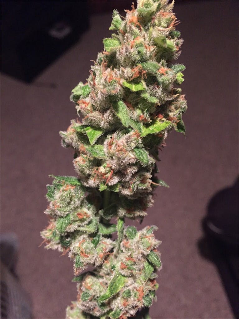 Photos of Honey Bananas Weed Strain Buds Leafly