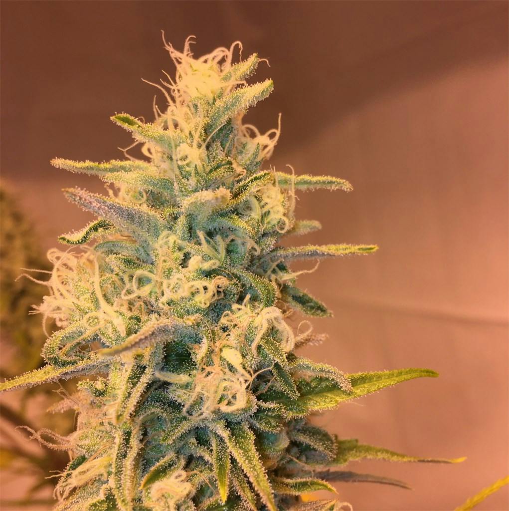 Honey Bananas aka Honey Banana Weed Strain Information Leafly