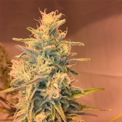 User uploaded image of Honey Bananas