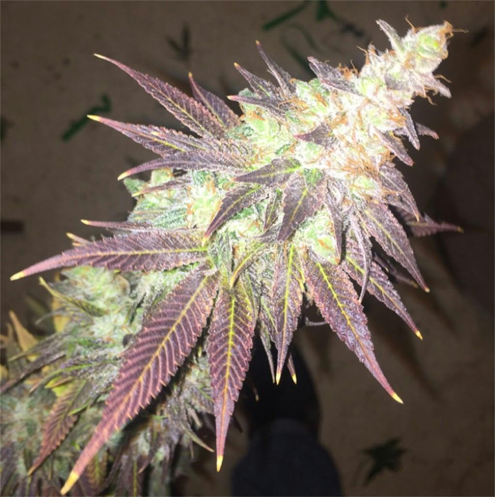 Honey Boo Boo Weed Strain Information Leafly